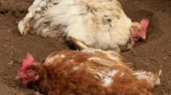 Курячі воші і як позбутися від них